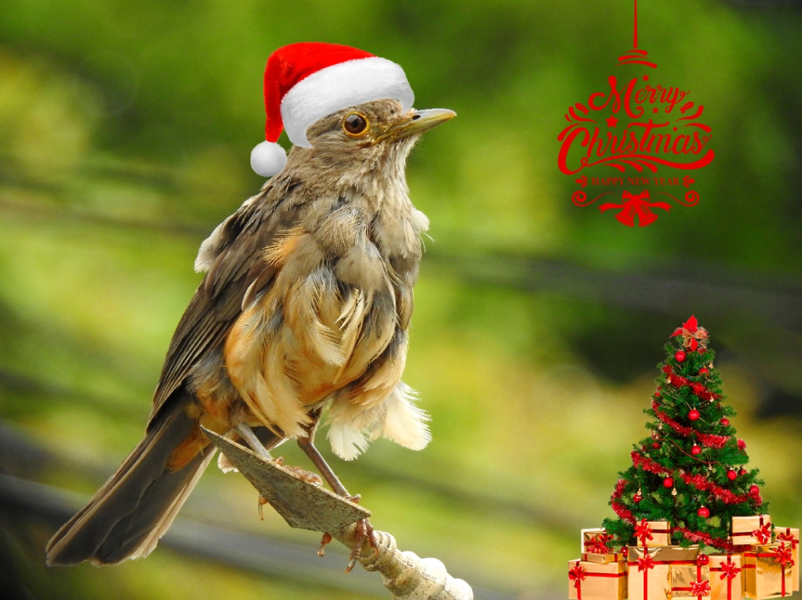 Happy Holidays!