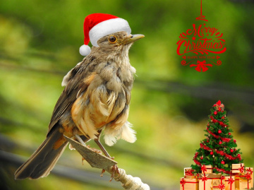 Happy Holidays!
