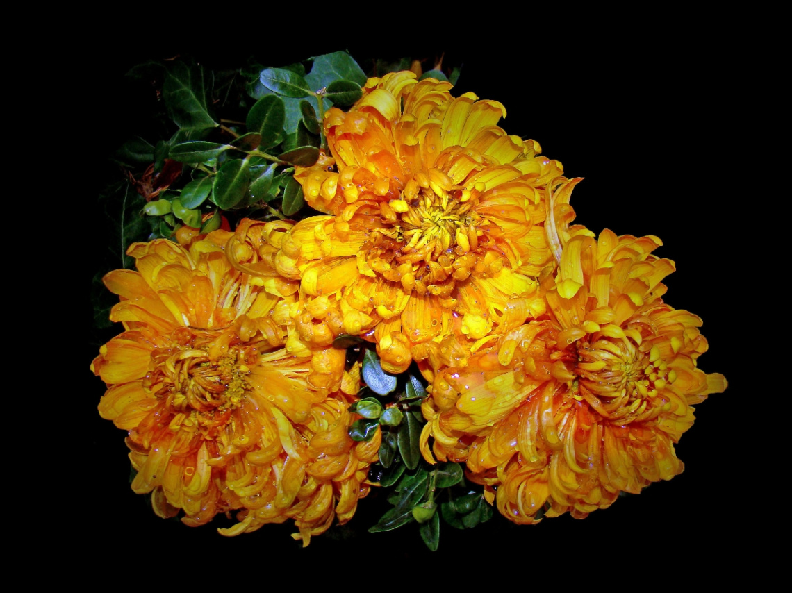 BLÜTEN