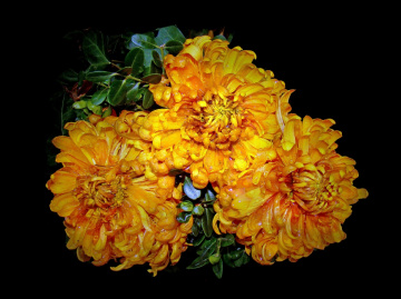BLÜTEN