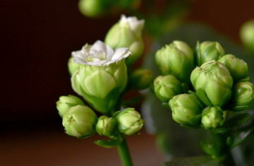 Blooming buds