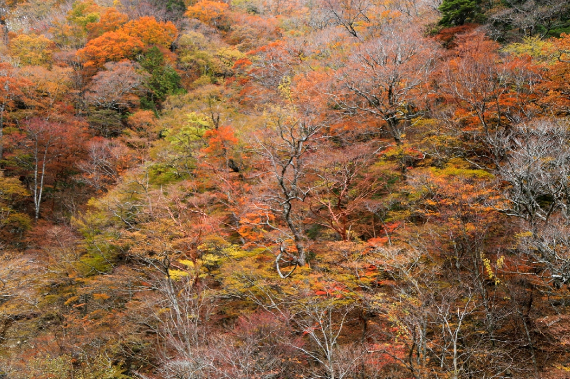 Orange forest