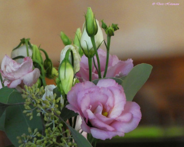 Blüten