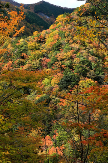 Colors of Autumn