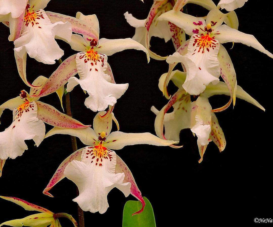 Orquídeas