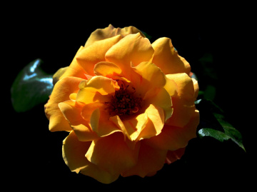 BLÜTE