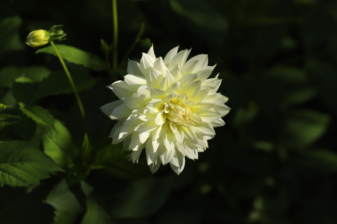 White View
