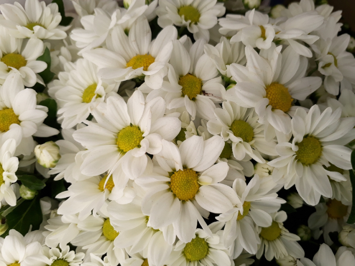 Margaridas