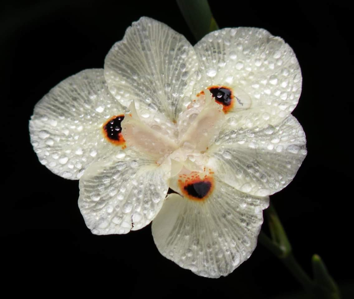 After the rain...