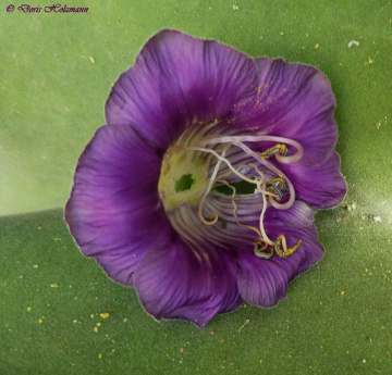 Blüte