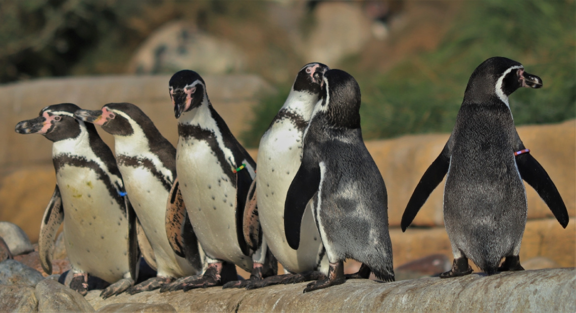 Penguin Moment