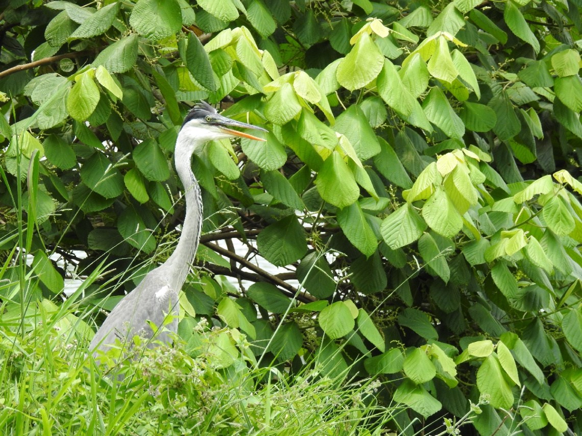 Cocoi Heron