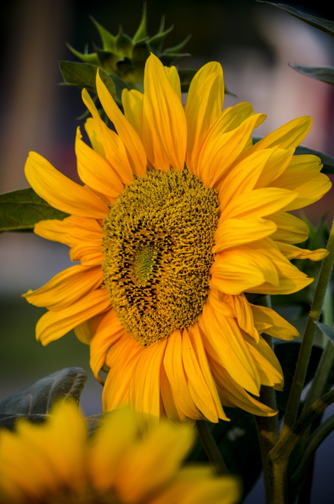 Sunflower (Helianthus Annuus)