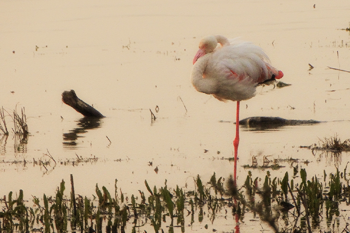 Flamingo