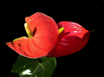 BLÜTEN
