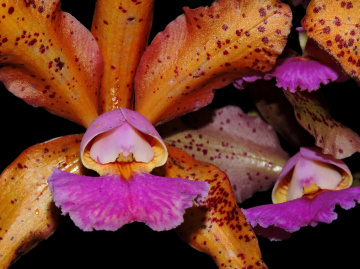Orquídeas