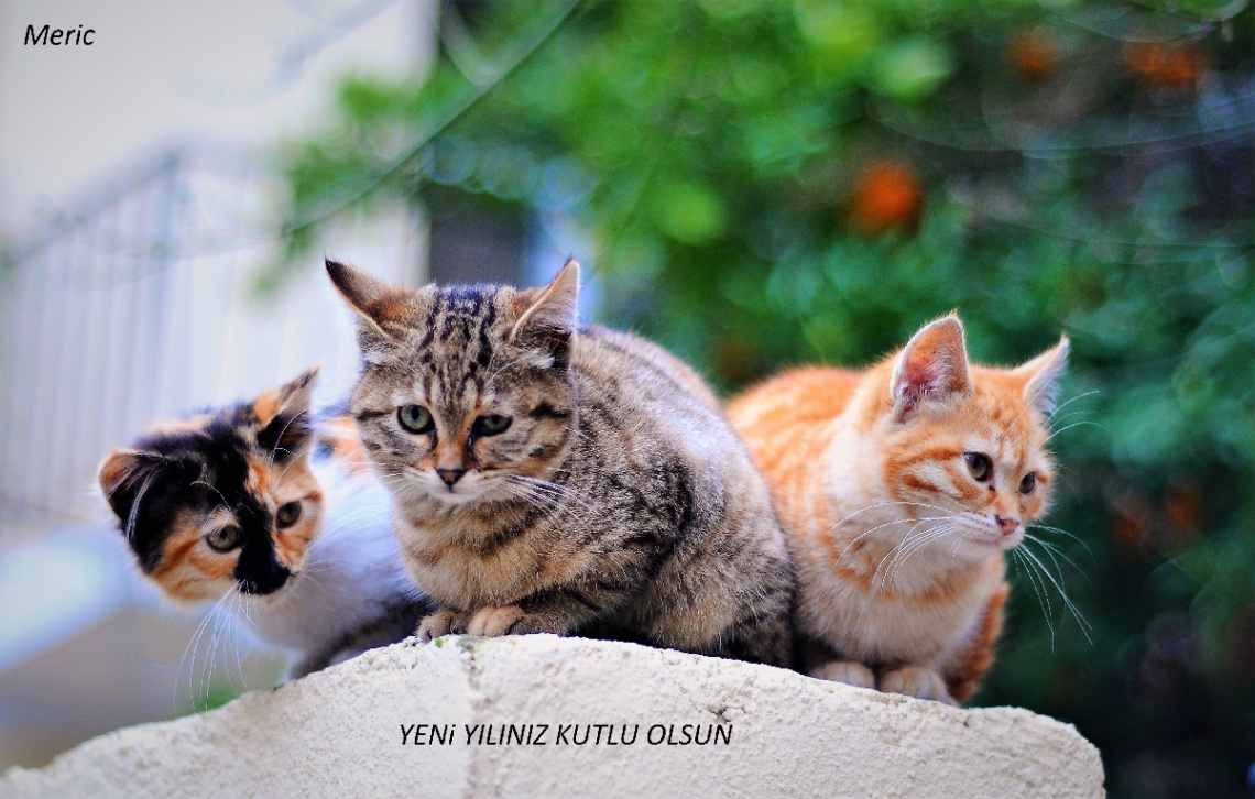kedicikler