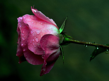 BLÜTE
