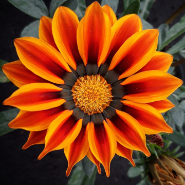 Cosmos