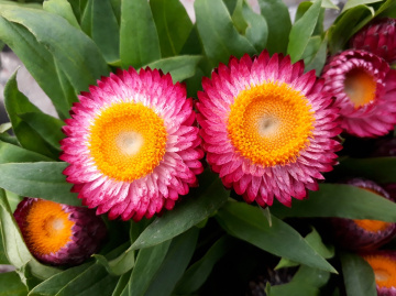 Flores