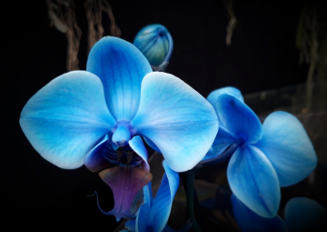 Blue Orchids