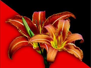 BLÜTEN