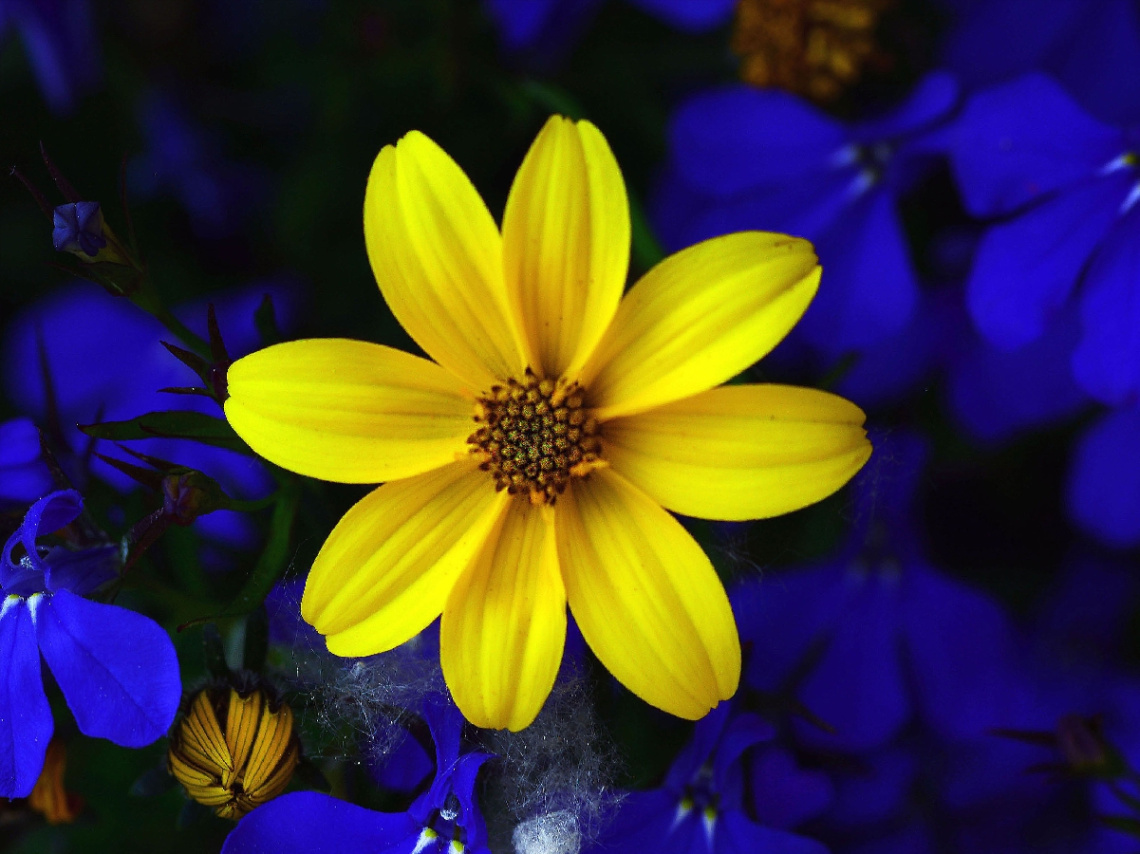 BLÜTE