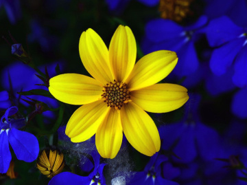 BLÜTE
