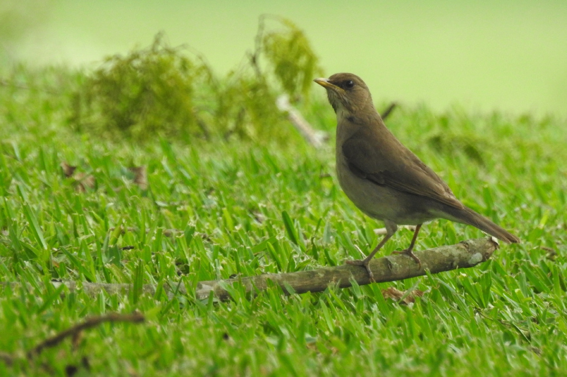 Sabiá-poca ( Turdus amaurochalinus)