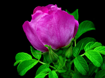 BLÜTE