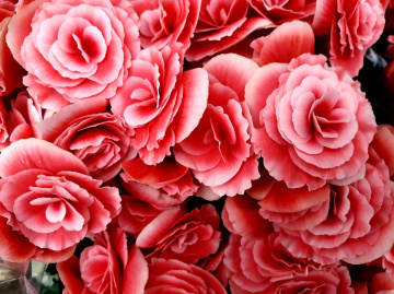 Begonia