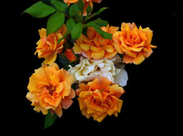 BLÜTEN