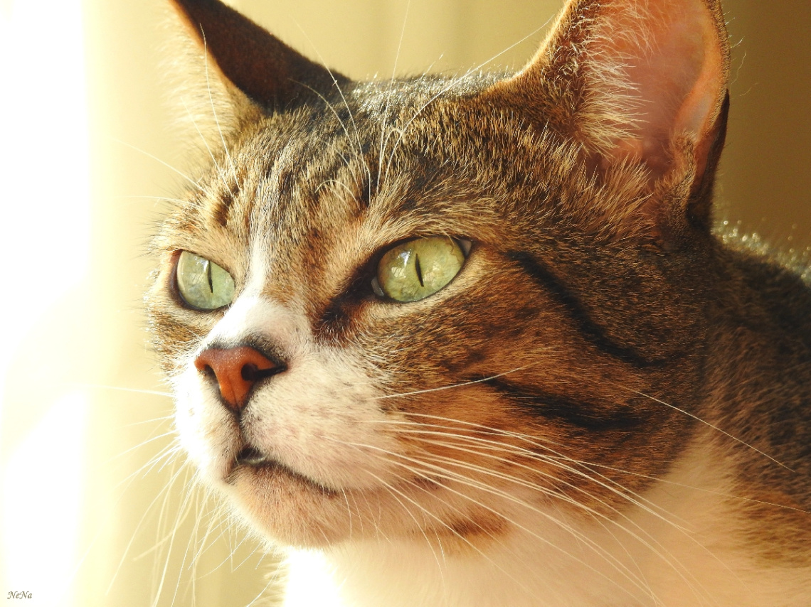 Gato