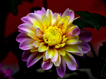 BLÜTE