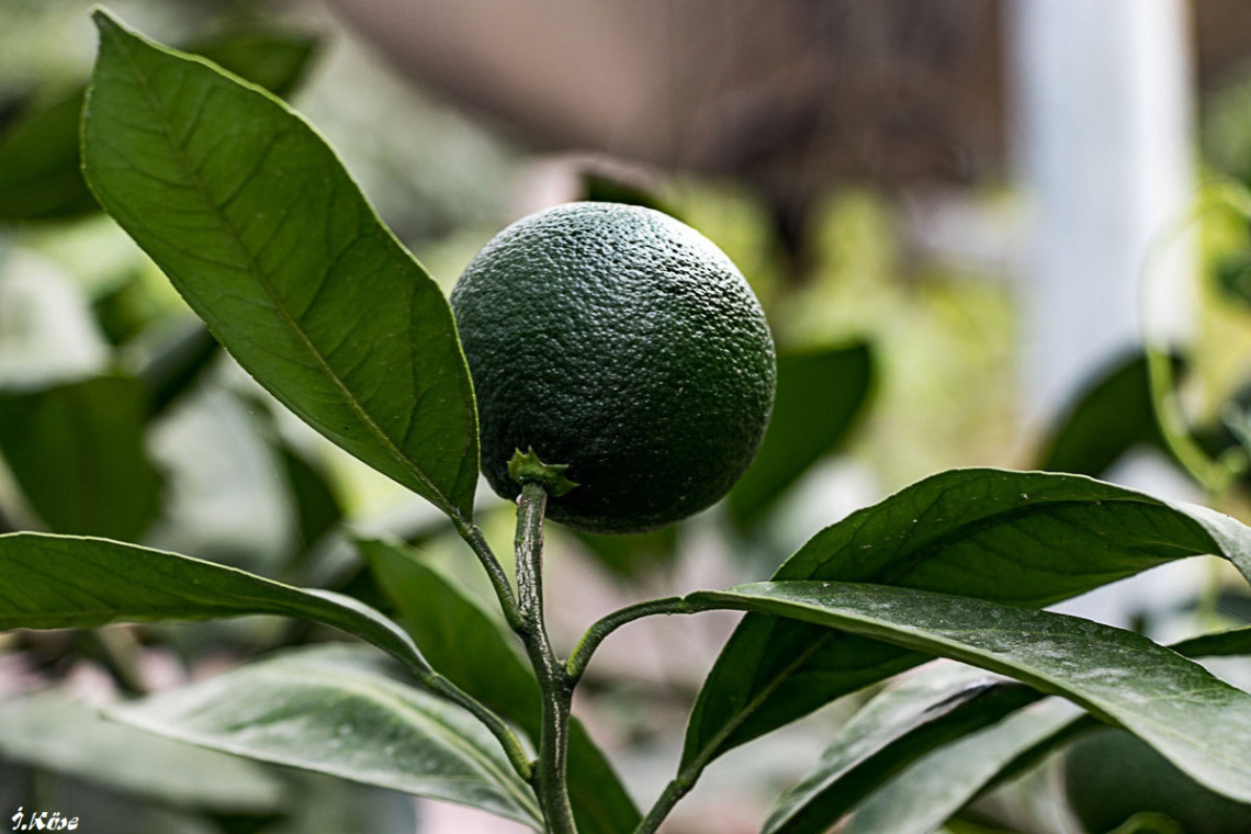 Mandalina