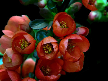 BLÜTEN
