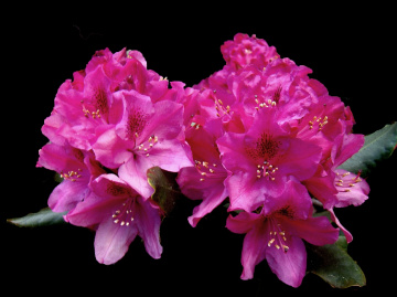 BLÜTEN