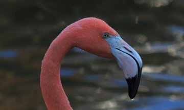 Bird Moment 