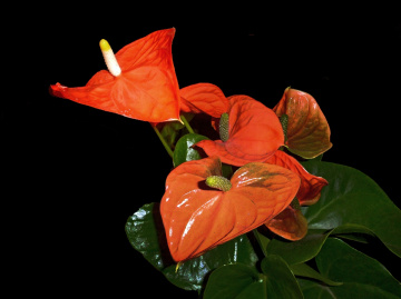 BLÜTEN