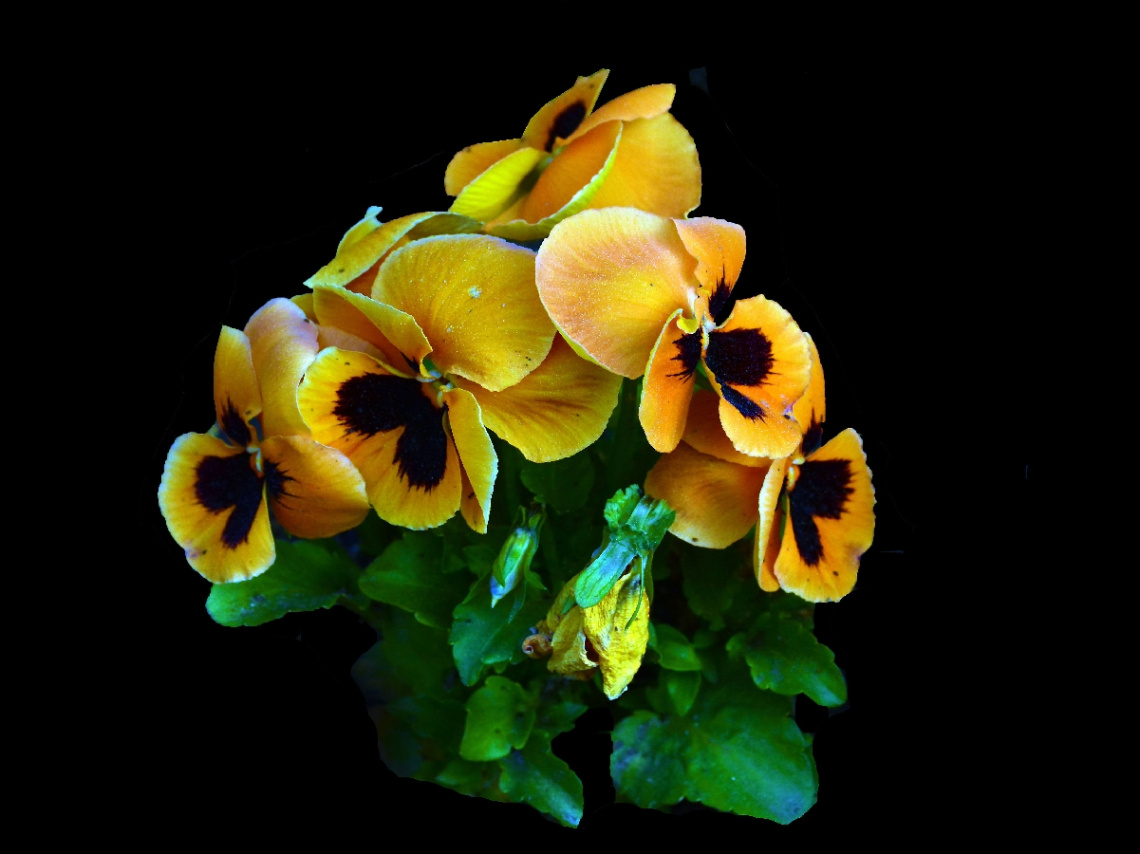 BLÜTEN