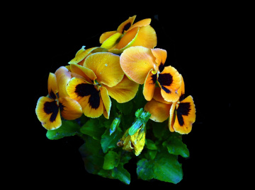 BLÜTEN
