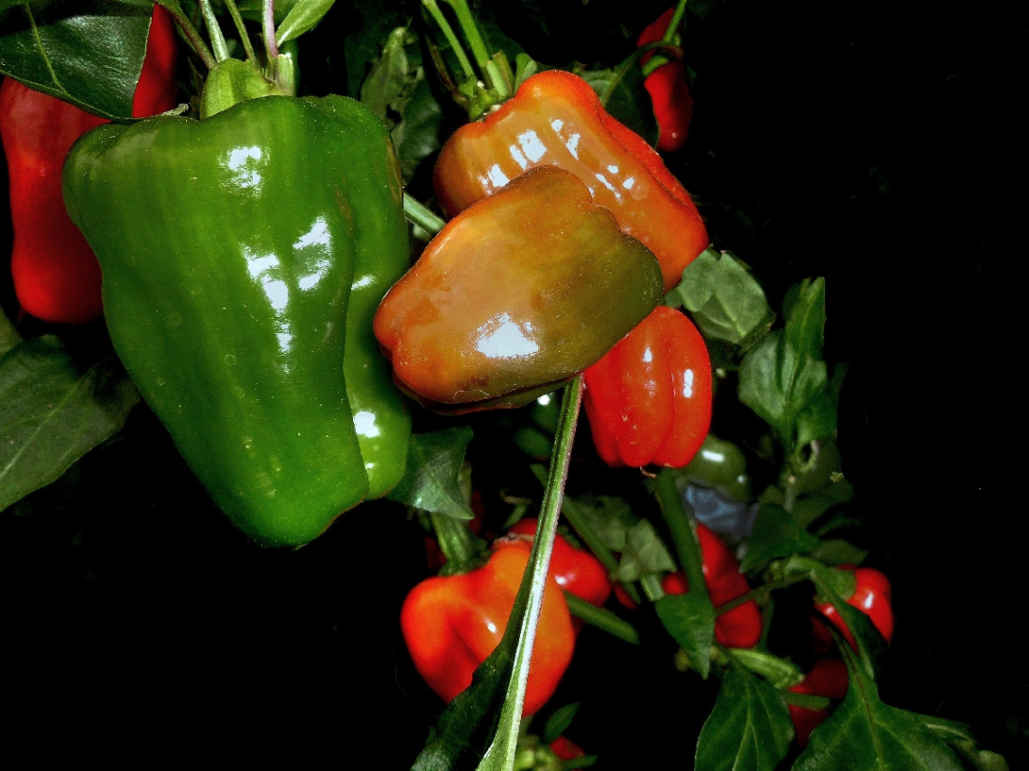 PAPRIKA
