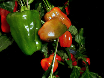 PAPRIKA