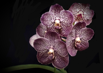 Wanda orchids