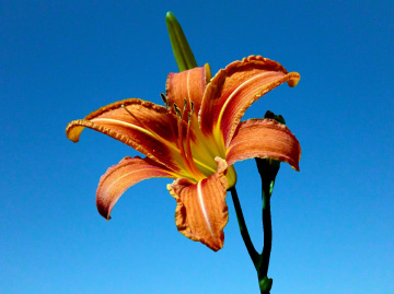 BLÜTE