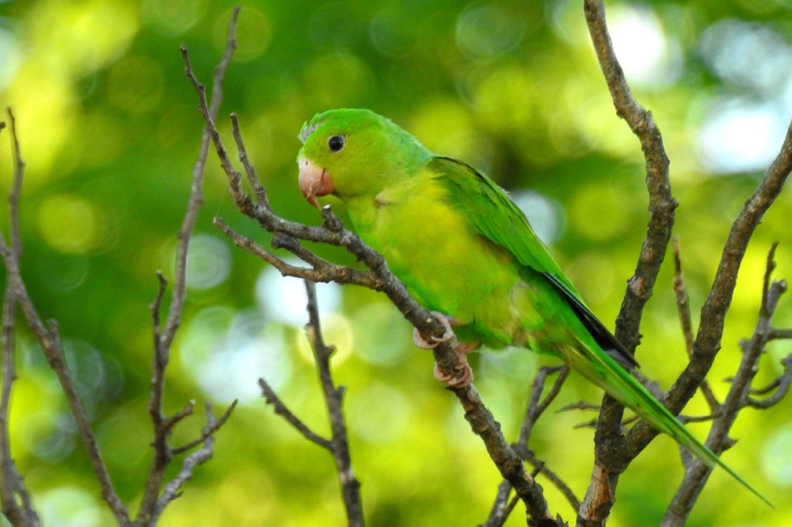 Top of tree