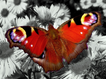 SCHMETTERLING