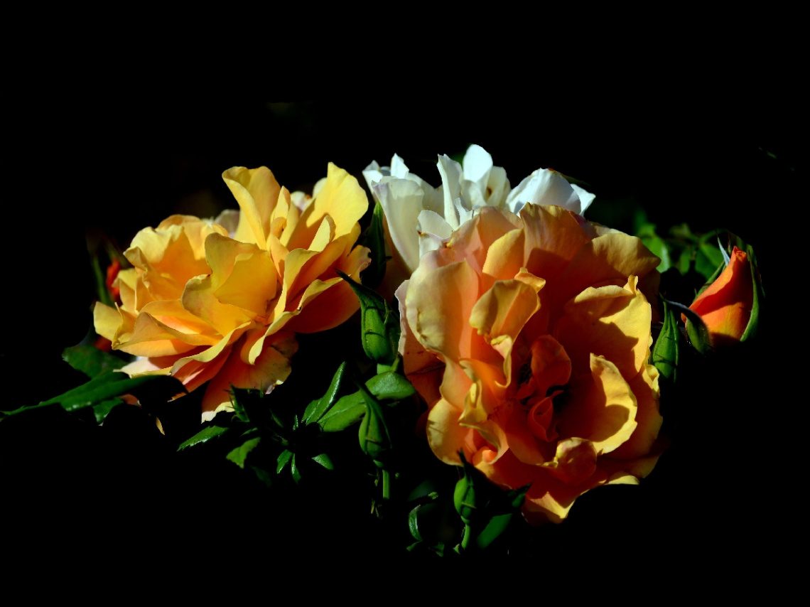 BLÜTEN