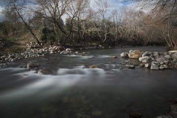 zeytinli çayı