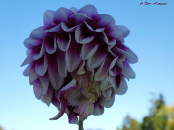 Dahlie